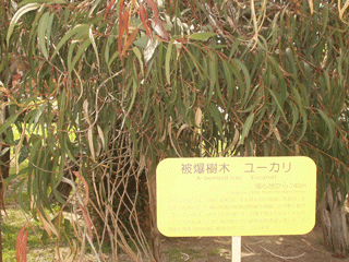 Surviving Eucalyptus Tree near Hiroshima Castle.