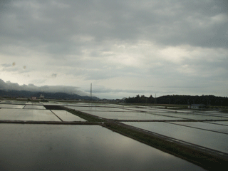 Rice paddies just after planting.