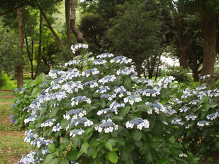 Tokyo: A flowering shrub in July in Yoyogi Park.