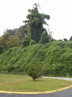 Kudzu in the US.
